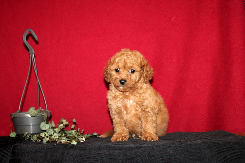 puppy, for, sale, Mini GoldenDoodle F2BB, Matthew B. Stoltzfus, dog, breeder, Gap, PA, dog-breeder, puppy-for-sale, forsale, nearby, find, puppyfind, locator, puppylocator, aca